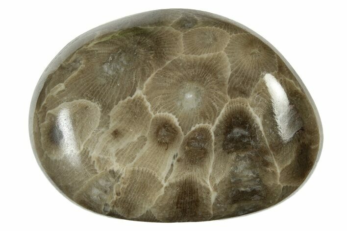 Polished Petoskey Stone (Fossil Coral) - Michigan #237286